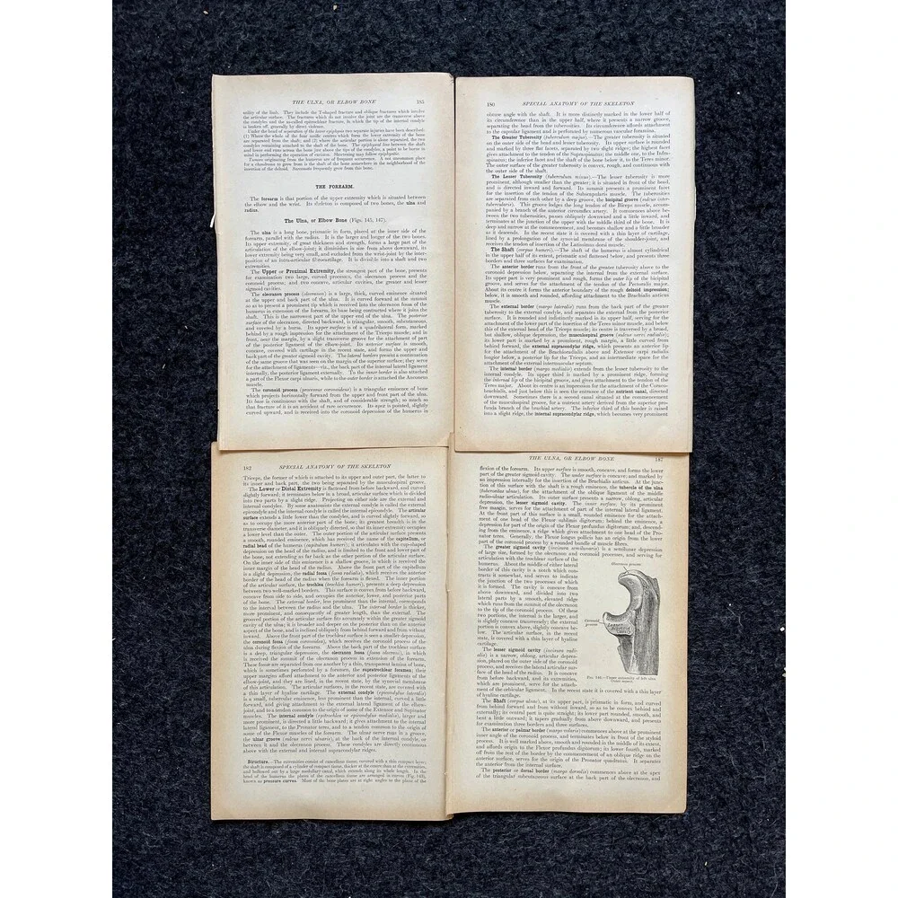 Original 1913 Anatomy Pages of Human Body, Anatomy Physiology Textbook Gifts, T